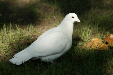 dove