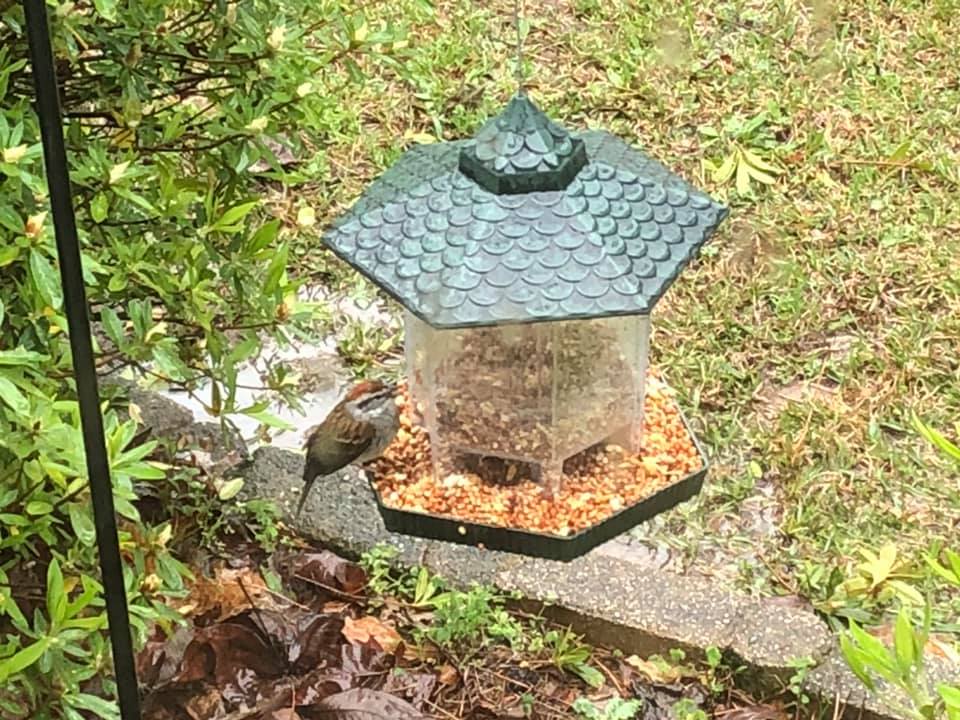 Watching birds at a feeder reminds us of God's promise to take care of us.  Aren't we greater than the birds?